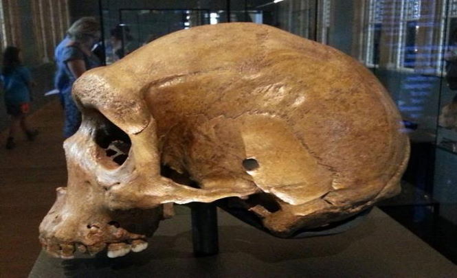 Тайна древних черепов с пулевыми отверстиями