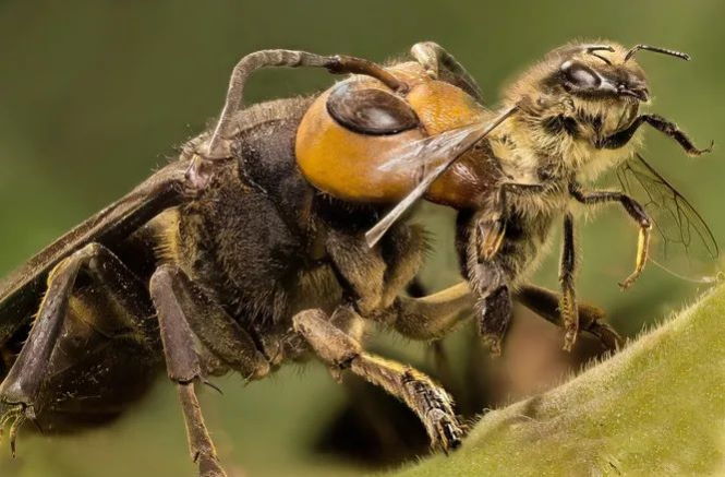 Жуткие насекомые, из-за которых вы не захотите в Японию