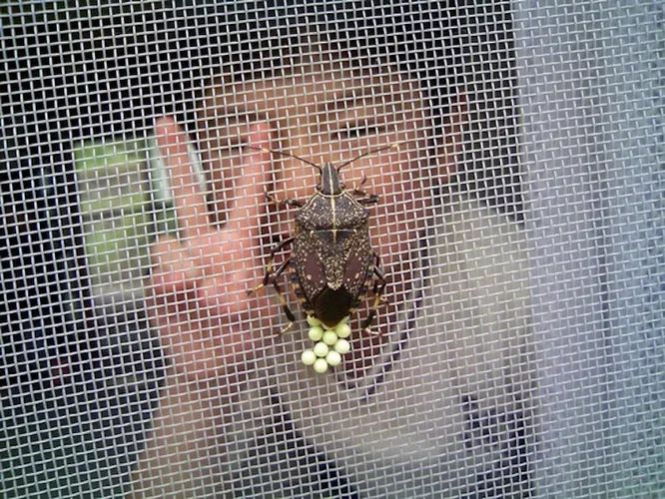 Жуткие насекомые, из-за которых вы не захотите в Японию