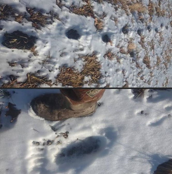 Найдены гигантские следы снежного человека