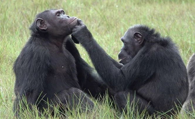 Шимпанзе прикладывают к ранам раздавленных насекомых. Возможно, таким образом они лечатся