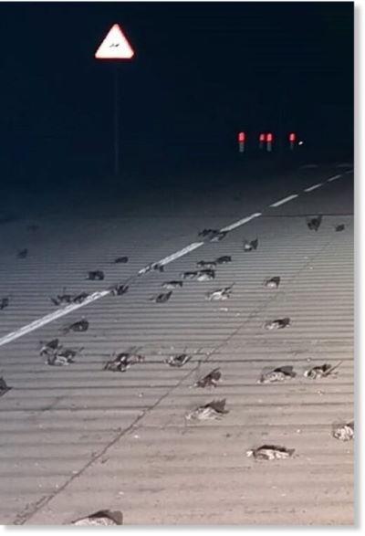 В Мексике невидимый НЛО снова зачем-то убил сотни птиц.