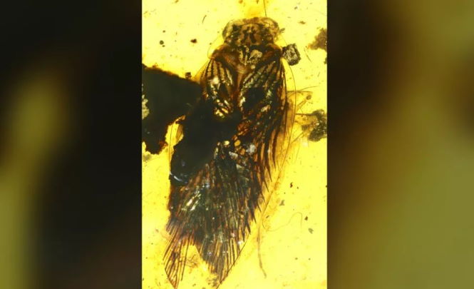 В янтаре обнаружили жуткого большеглазого таракана. Ему 100 миллионов лет