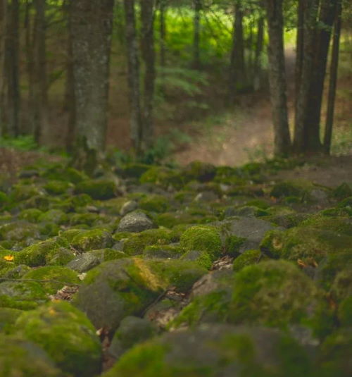 Лес, который исцеляет и меняет жизнь. "Ворота Шамбалы" находятся недалеко от Риги