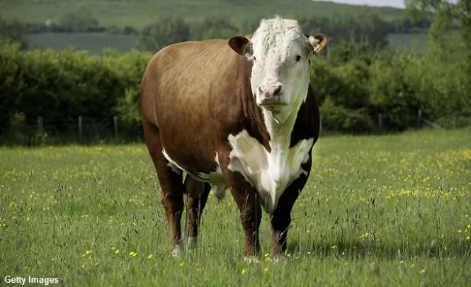 Новый случай "увечья скота" зарегистрирован в Орегоне, США
