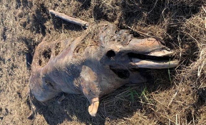 Загадочное существо нашли на пляже в Мерсисайде