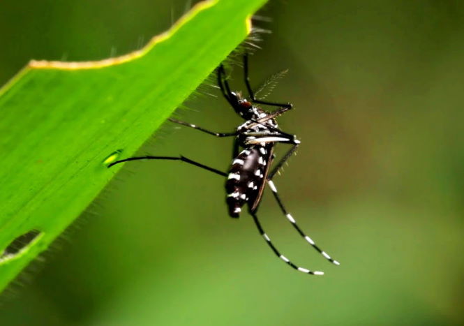Зачем американская компания вырастила 2,4 миллиарда генетически модифицированных комаров