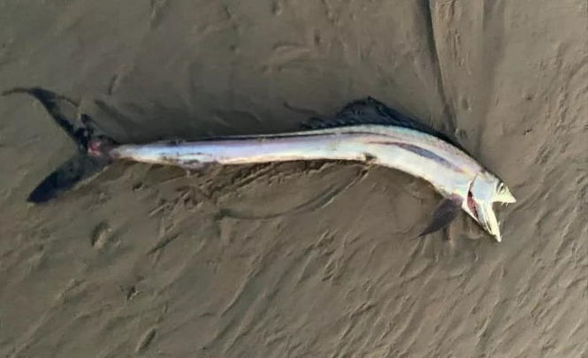 Живого алепизавра обнаружили на пляже в Калифорнии