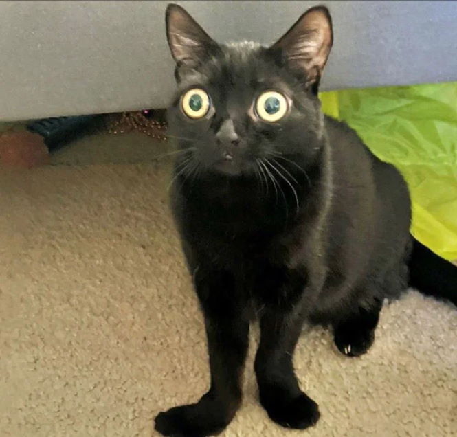Чёрная кошка с огромными глазами и кривыми лапами, которая стала "Мэром Ада"