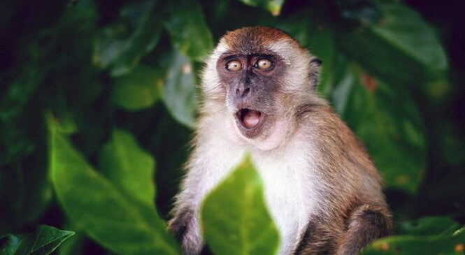 Иммунолог считает, что оспа обезьян может быть модифицирована в лабораториях, чтобы вызвать пандемию
