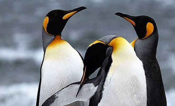 Загадочное явление: на пляжах Австралии стали появляться безголовые пингвины