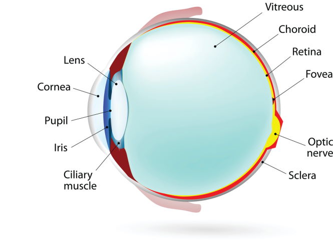 Новые глазные капли улучшают стареющее зрение без очков. Вот как они работают