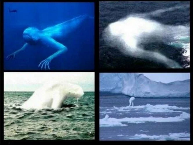 Чудовище из Антарктики: кто оно?