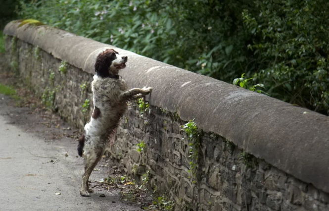 Тайна моста Овертон, с которого спрыгнуло более 600 собак