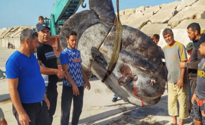 Рыбаки поймали гигантскую рыбу весом более тонны