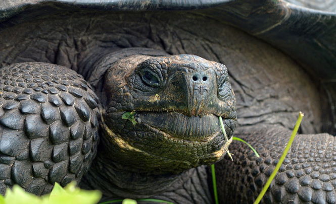 Галапагосская «фантастическая черепаха», сто лет считавшаяся вымершей, найдена живой
