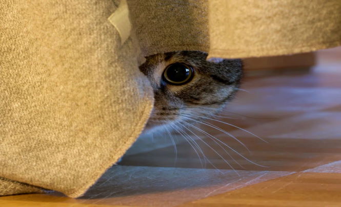 Действительно ли кошки могут видеть духов?