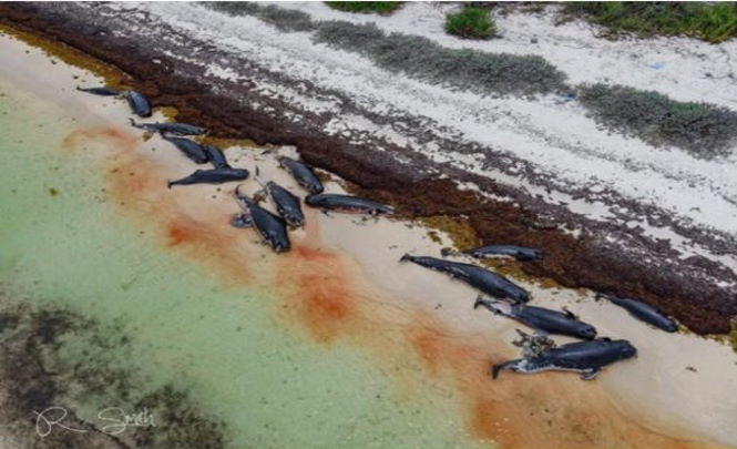 Более 40 китов найдены мертвыми на острове Анегада, Британские Виргинские острова