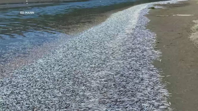 Берега Калифорнии покрыло ковром из рыбы, которая даже падает с неба.
