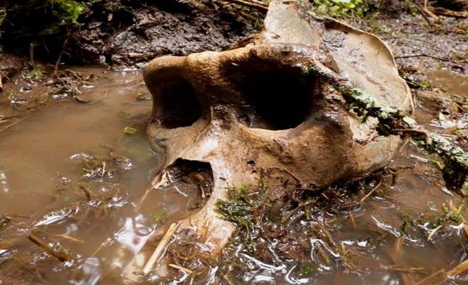 Огромный «череп снежного человека» нашли в канадском лесу