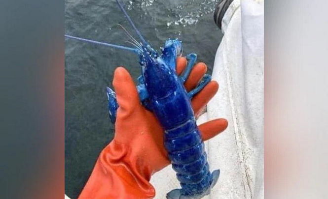 Рыбак поймал редчайшего синего омара