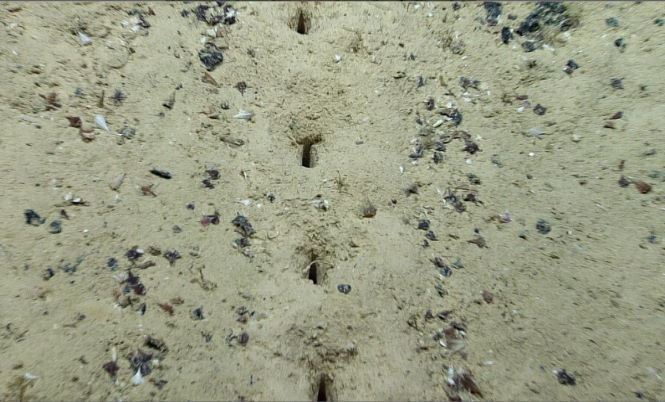На дне океана найдены искусственные отметины.