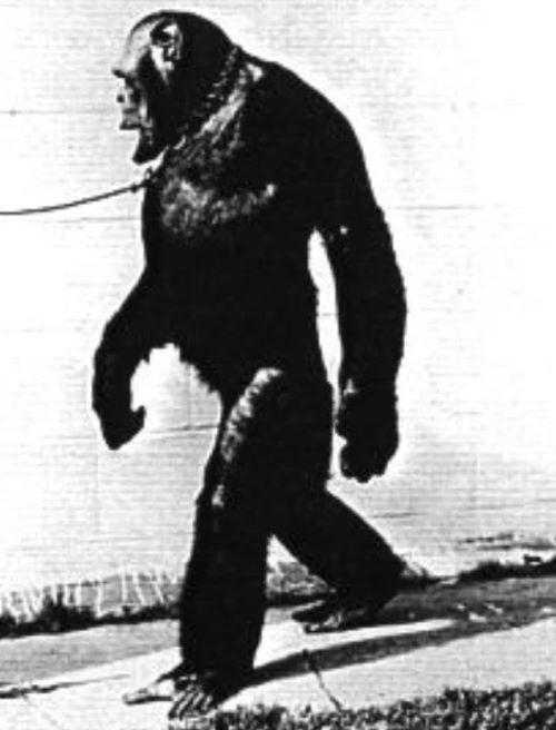 Загадка Оливера: промежуточное звено эволюции, гибрид или шимпанзе, который хотел быть человеком?