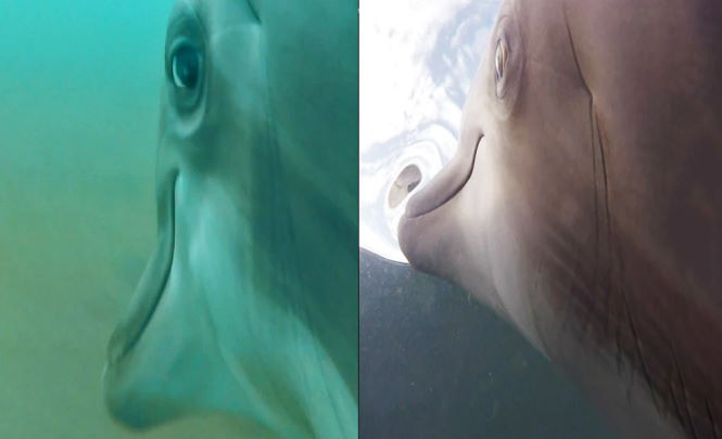 ВМС США установили камеры на дельфинов, и результаты поражают воображение