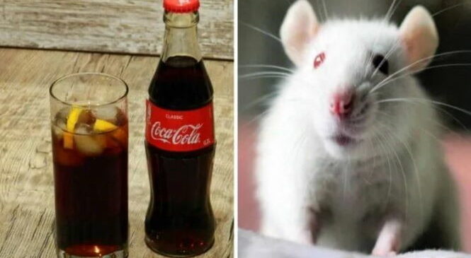 Кока-кола сделала мышей глупее. А как она влияет на людей?