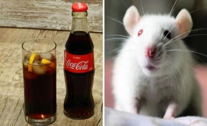 Кока-кола сделала мышей глупее. А как она влияет на людей?
