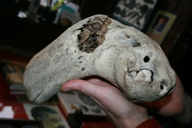 Что за черепа прямоходящих древних нечеловекоподобных существ найдены в Адыгее