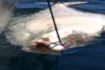 Рыбак выловил 180-килограммового двухметрового палтуса