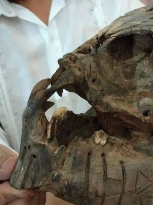 Мексиканский ученый обнаружил мумию инопланетянина и огромный череп пришельца
