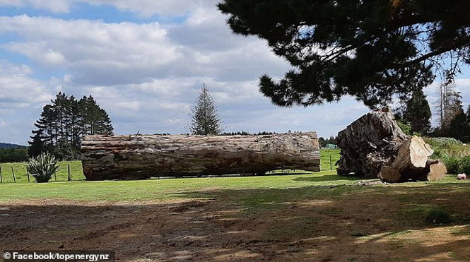 В Новой Зеландии в болоте нашли дерево которому 45000 лет и погибшему в загадочный период переворота полюсов
