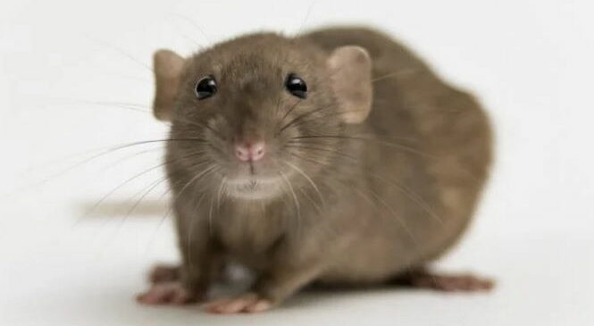 Ученые давали молодым мышам кровь старых мышей. Потом все стало очень странно