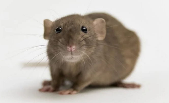 Ученые давали молодым мышам кровь старых мышей. Потом все стало очень странно