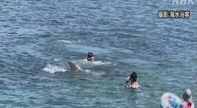 Бешеный дельфин напал на людей в Японии