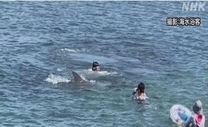 Бешеный дельфин напал на людей в Японии