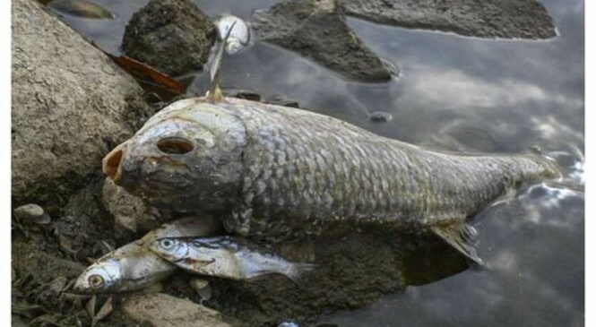 В европейских реках массово гибнет рыба