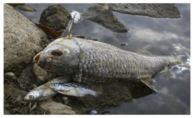 В европейских реках массово гибнет рыба