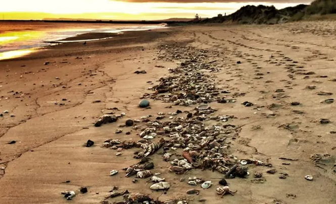 ‘Мы просто хотим знать правду’: Британские прибрежные города требуют ответов на вопросы о загадочных смертях морских обитателей