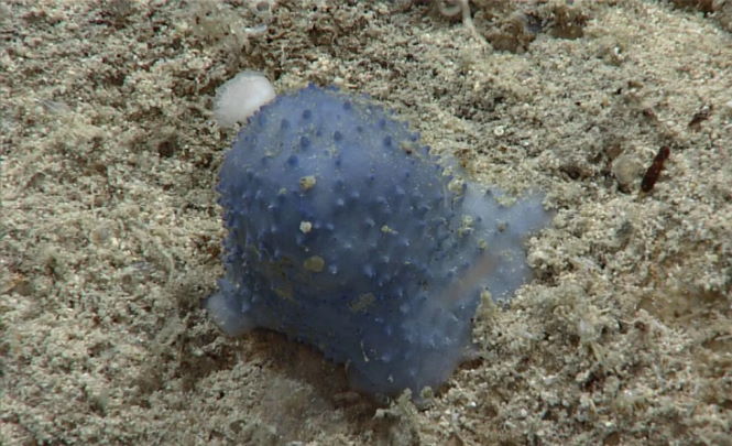 Странная «синяя слизь», обнаруженная в море, удивила ученых
