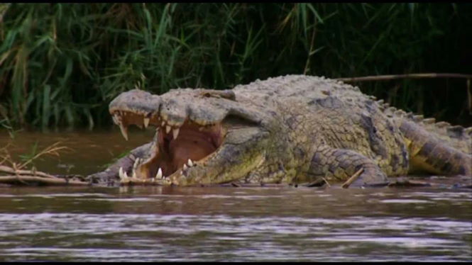 Самые большие крокодилы в мире: от 112-летнего Кассиуса до неуловимого Гюстава