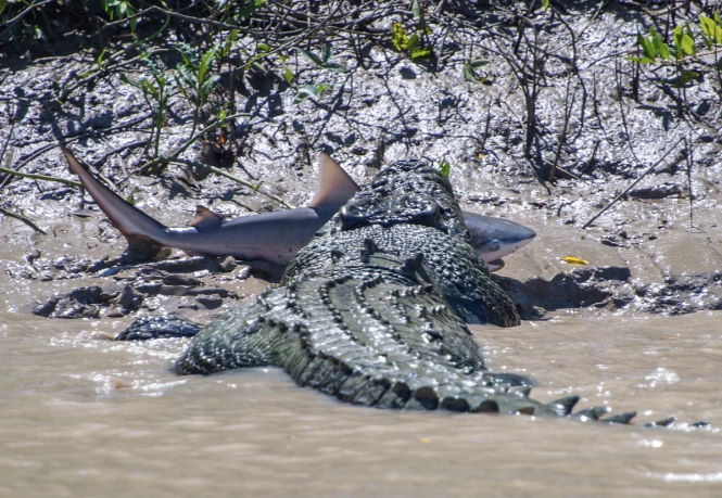 Самые большие крокодилы в мире: от 112-летнего Кассиуса до неуловимого Гюстава