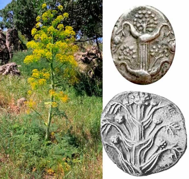 В Турции нашли древнее растение считавшееся вымершим: легендарный Сильфион - «лекарство от всех болезней»!