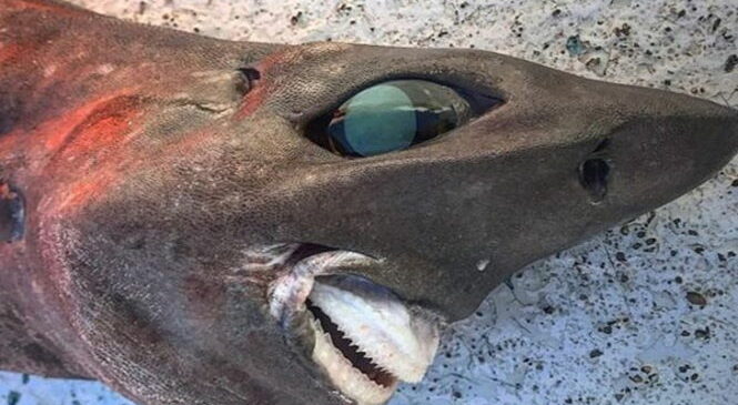 Таинственную улыбающуюся акулу выловили у берегов Австралии