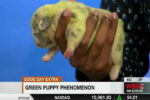 Родился щенок редчайшего зеленого цвета