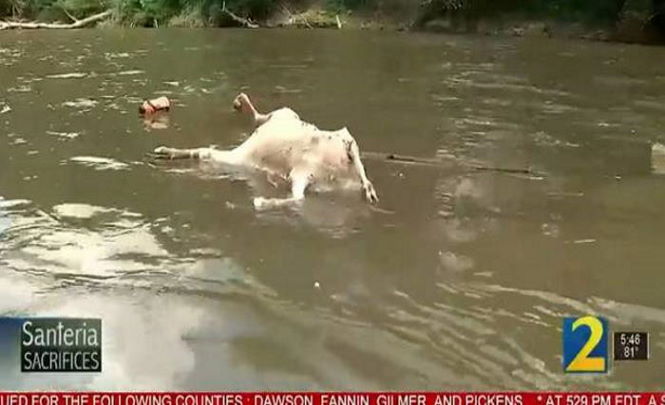 Более 500 безголовых коз обнаружены в реке Чаттахучи