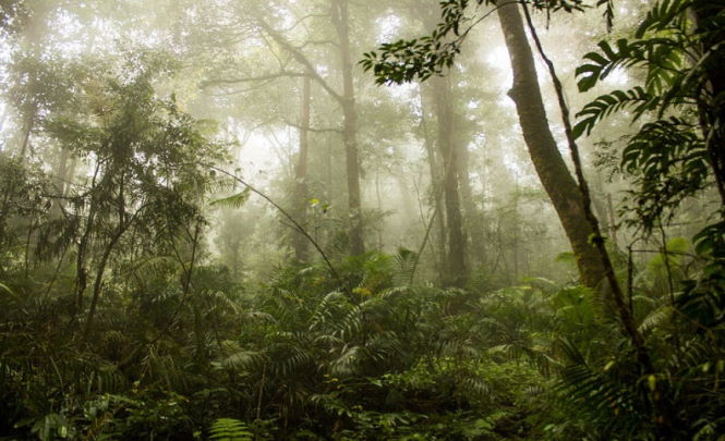Древние виды человека могли выжить в лесах острова Флорес, считает антрополог