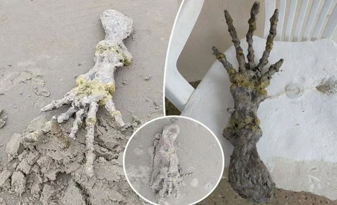 «Руку пришельца» выбросило на пляж в Бразилии